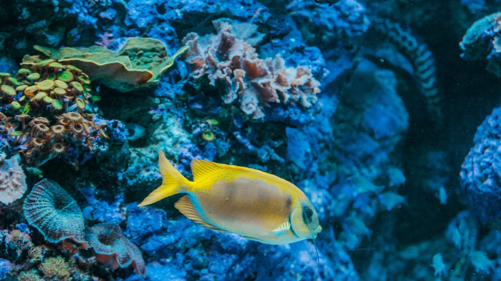 Trace Elements in Reef Tanks: Do You Need to Dose Them?