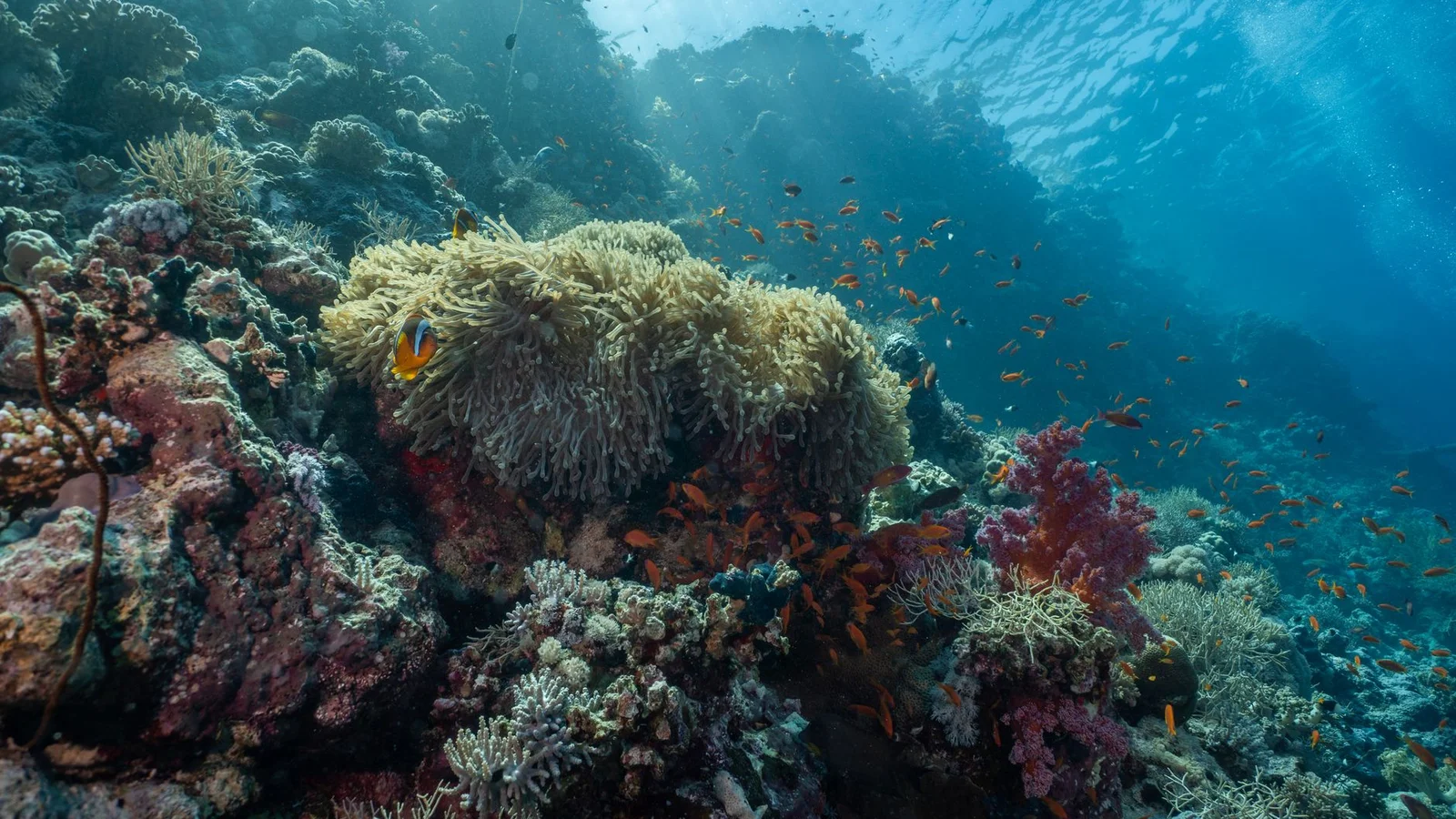 Why Your Coral Isn’t Growing (and How to Fix It)