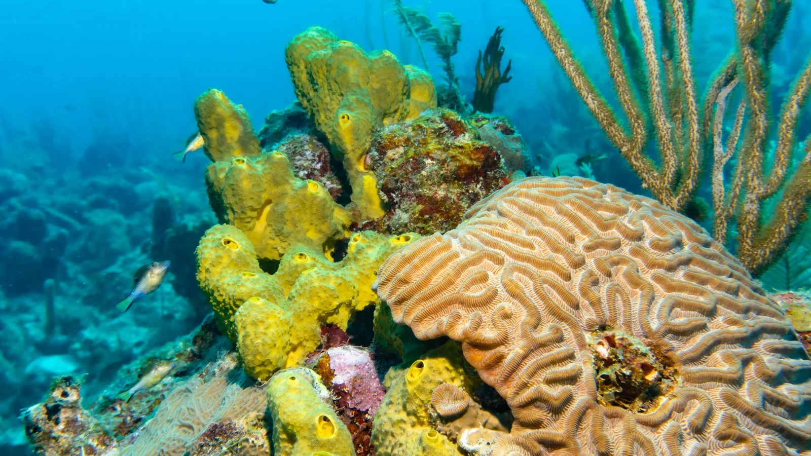 Zoanthids and Palythoa: Care, Color, and Safety